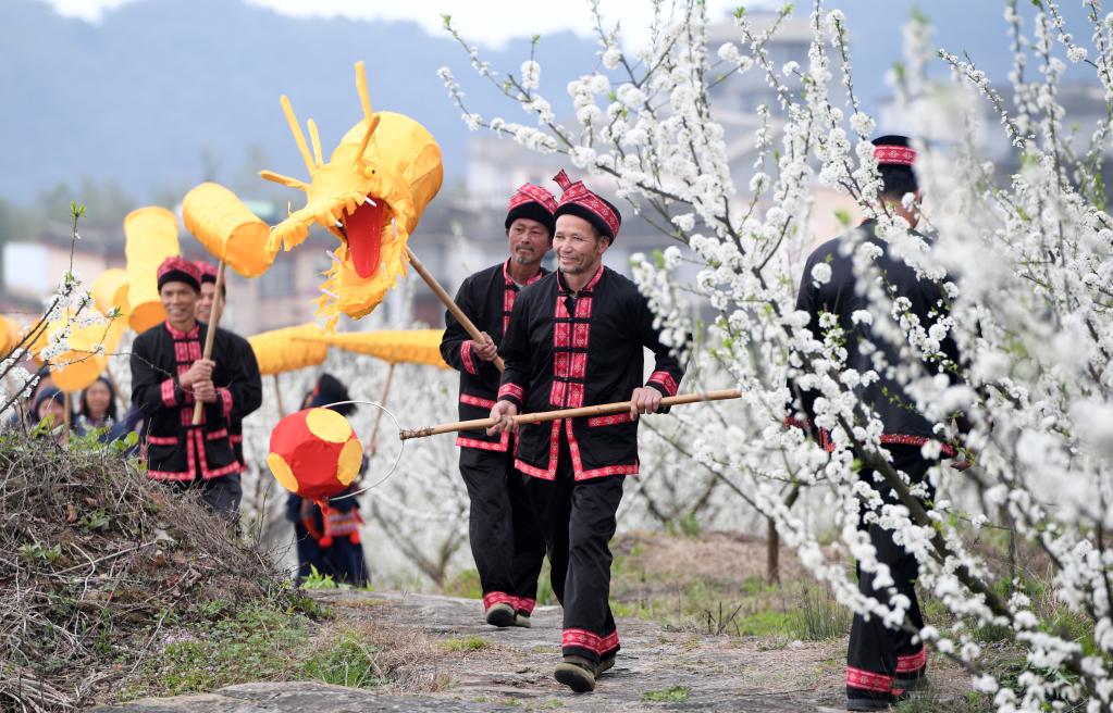 廣西金秀：李花綻放迎客來(lái)